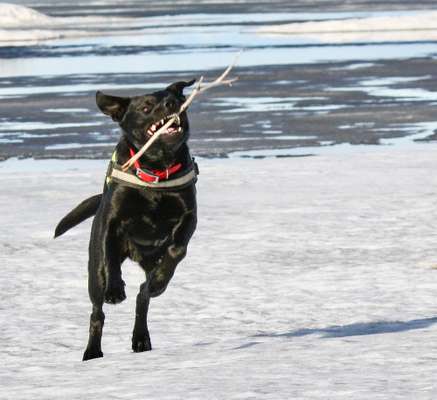 Dogorama Photo Challenge - Hunde in Action-Beitrag-Bild