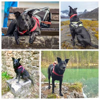 31. Collagen Challenge - Bänke/ Steine /Baumstümpfe-Beitrag-Bild