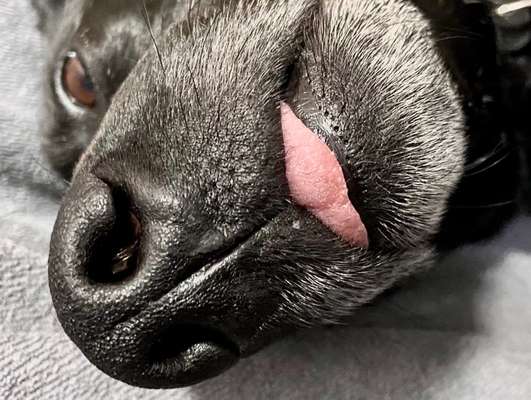 Dogorama Photo Challenge - Details Ganz nah-Beitrag-Bild