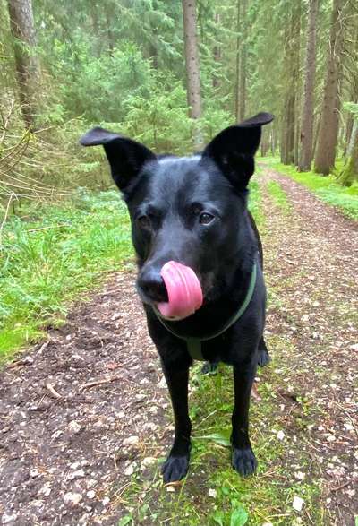 Foto -Challenge  Thema : Dein Hund Im Wald-Beitrag-Bild