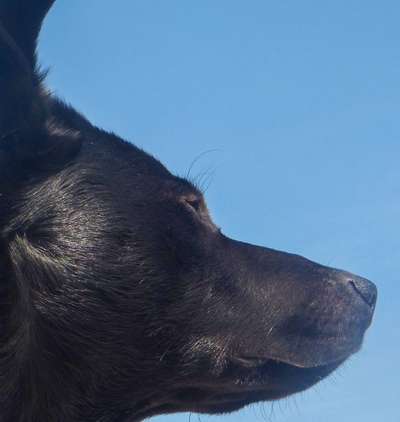 Handy Fotochallenge Nr. 52: Dein Hund mit blauem Himmel-Beitrag-Bild