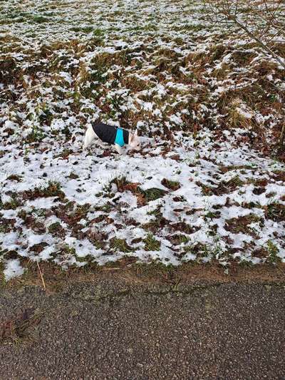 Französische Bulldoggen-Beitrag-Bild