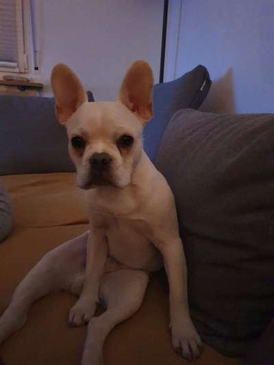 Französische Bulldoggen-Beitrag-Bild