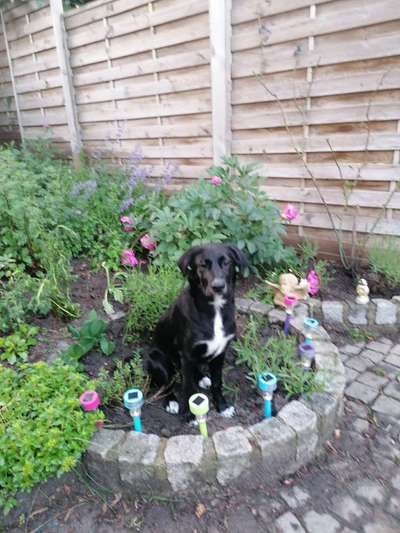 Die Dogorama Monats Challenge "Es grünt und blüht"-Beitrag-Bild