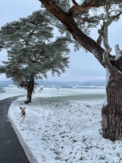 Dogorama Photo Challenge - Winterstimmung-Beitrag-Bild