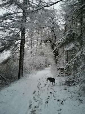 Hundeauslaufgebiet-Dreienberg-Bild