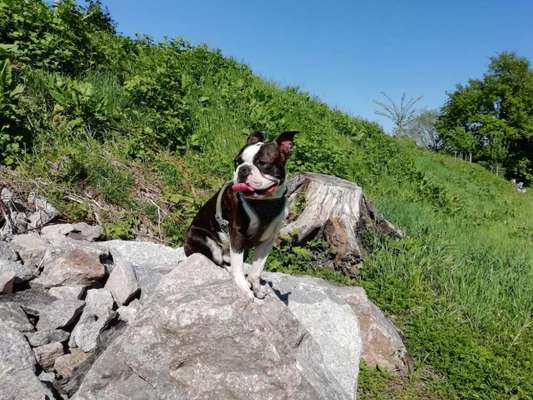 Dogorama Photo Challenge - Steine/Felsen-Beitrag-Bild