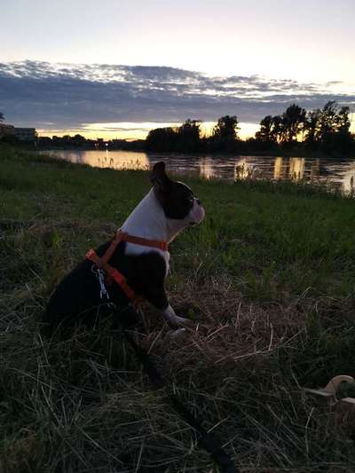 Die Dogorama Wochen Challenge-Beitrag-Bild