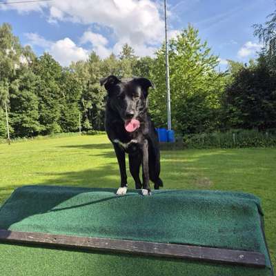 Hundetreffen-Gemeinsame Spaziergänge-Bild