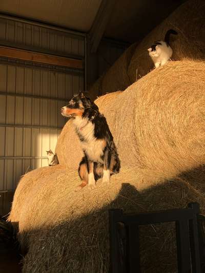 36. Handy Foto Challenge - Sonnenanbeter-Beitrag-Bild