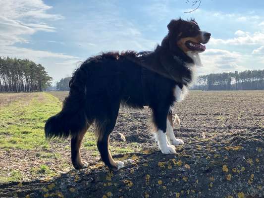 31. Collagen Challenge - Bänke/ Steine /Baumstümpfe-Beitrag-Bild