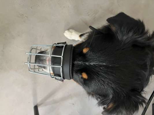 Wie sitzt mein Maulkorb / Maulkorb-Beratung-Beitrag-Bild