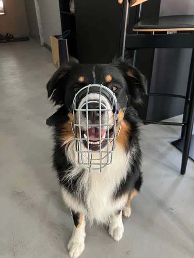 Wie sitzt mein Maulkorb / Maulkorb-Beratung-Beitrag-Bild