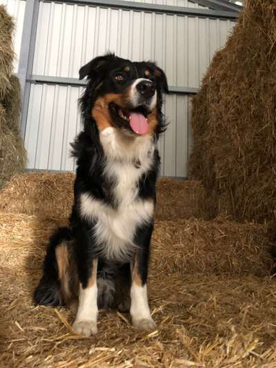 Aussies-Beitrag-Bild