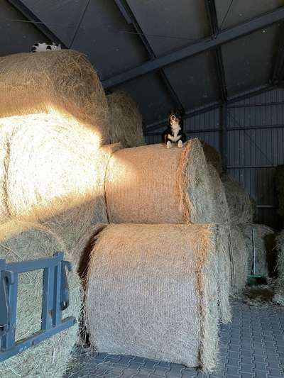 Fotochallenge NR. 123     -Karneval der Tiere--Beitrag-Bild