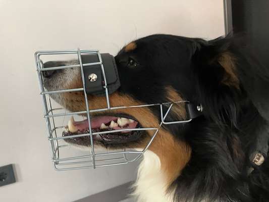 Wie sitzt mein Maulkorb / Maulkorb-Beratung-Beitrag-Bild