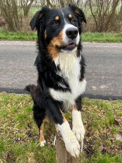 31. Collagen Challenge - Bänke/ Steine /Baumstümpfe-Beitrag-Bild