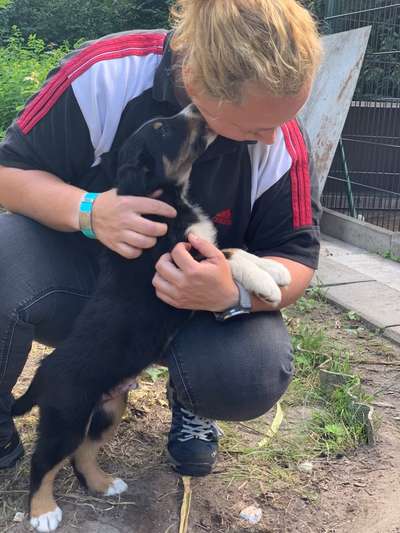 Dogorama Photo Challenge - Liebesbeweis-Beitrag-Bild