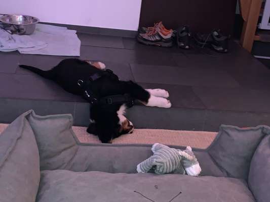 Welpen Bilder !-Beitrag-Bild