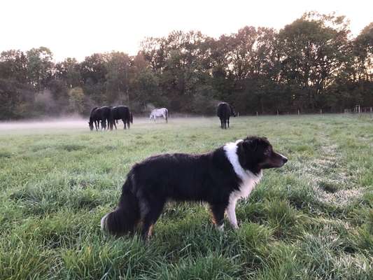 Aussies-Beitrag-Bild