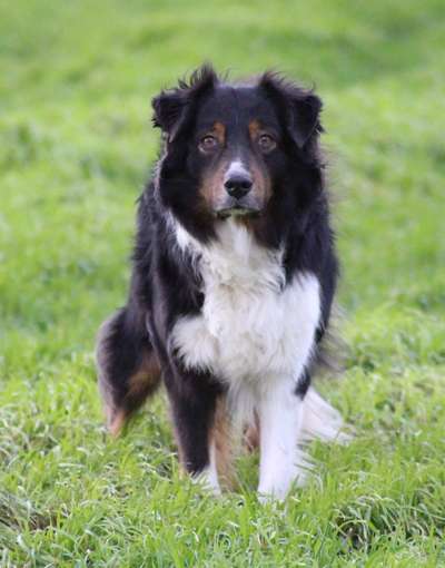 Unsere Fellnasen im Regenbogenland-Beitrag-Bild