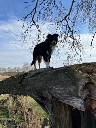 31. Collagen Challenge - Bänke/ Steine /Baumstümpfe-Beitrag-Bild