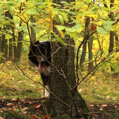 Dogorama Photo Challenge - Märchenwald-Beitrag-Bild