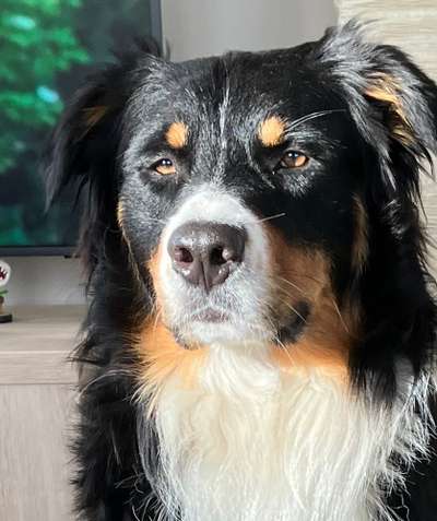 Hunde Porträt (Portrait) Galerie....-Beitrag-Bild