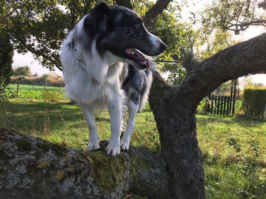 Die Dogorama Kalender Challenge 4/4-Beitrag-Bild