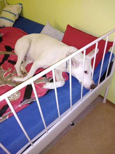 Darf der Hund bei Euch im Bett schlafen?-Beitrag-Bild