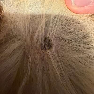 Hautveränderung entdeckt-Beitrag-Bild