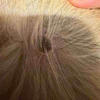 Hautveränderung entdeckt-Beitrag-Bild