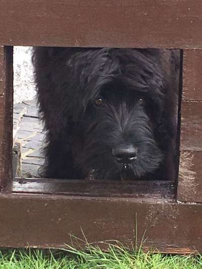 Dogorama Photo Challenge - Mein Holz und ich-Beitrag-Bild