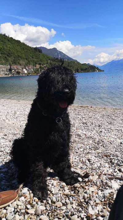 Schattenseiten der Hundehaltung-Beitrag-Bild