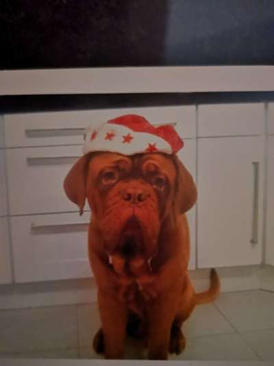 Freunde von 'Kampfhunden'-Beitrag-Bild