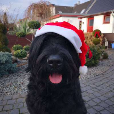 Freunde von 'Kampfhunden'-Beitrag-Bild