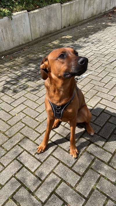 Auslandstierschutz-Beitrag-Bild