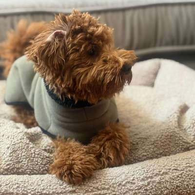 Hundetreffen-Trainingrunde/Spielrunde-Bild