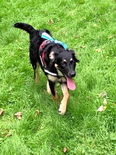 Welpen Bilder !-Beitrag-Bild