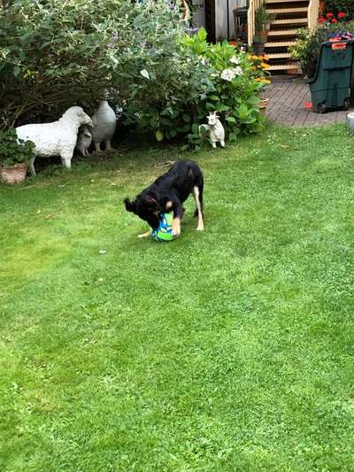 Die Dogorama Wochen Challenge-Beitrag-Bild