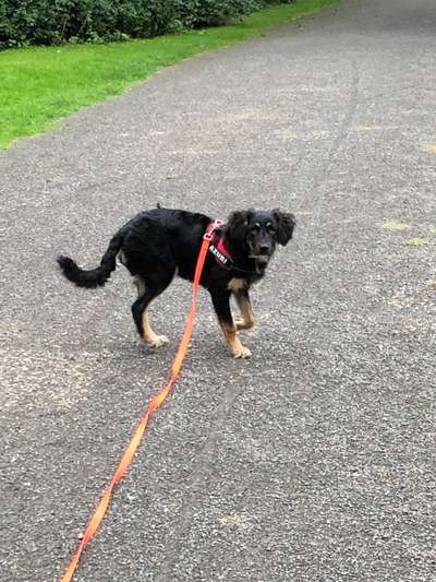 Hunde vom Tierschutzverein 🐕♥️-Beitrag-Bild