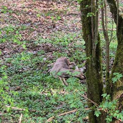 Giftköder-Totes Reh!!!-Bild