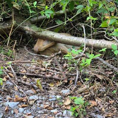 Giftköder-Totes Reh (Bergisch-Nizza) in der Gelpe-Bild