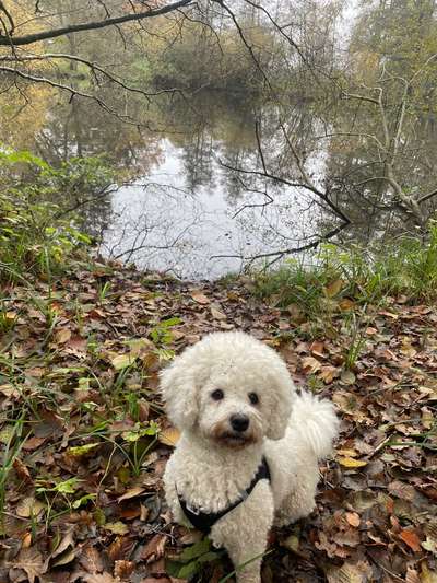 Bichon Friese-Beitrag-Bild