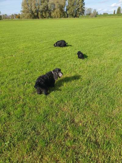 Englisch Cocker Spaniel-Beitrag-Bild