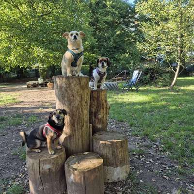 Hundetreffen-Trainingspartner für Hundebegenungen-Profilbild