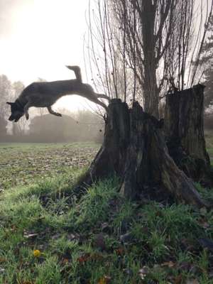 Hundeauslaufgebiet-Kreyenbrück-Bild