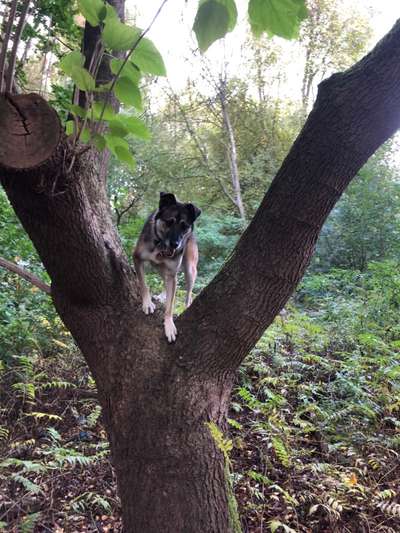 Schäferhund-Beitrag-Bild