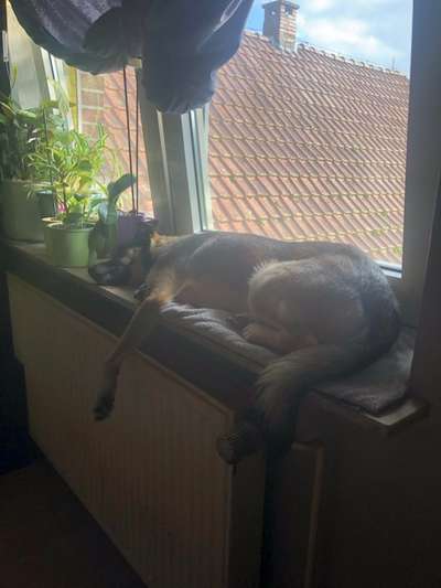 Challenge Nr 14
Eure Fellnasen auf ihrem Lieblingsplatz-Beitrag-Bild