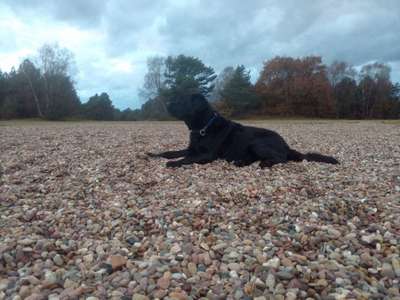 Hundeauslaufgebiet-Truppenübungsplatz-Bild